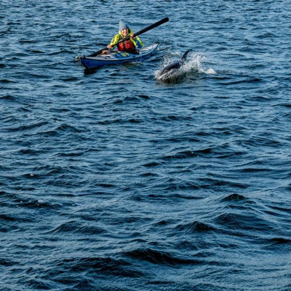 Kajak tur i Limfjorden med uventet selskab